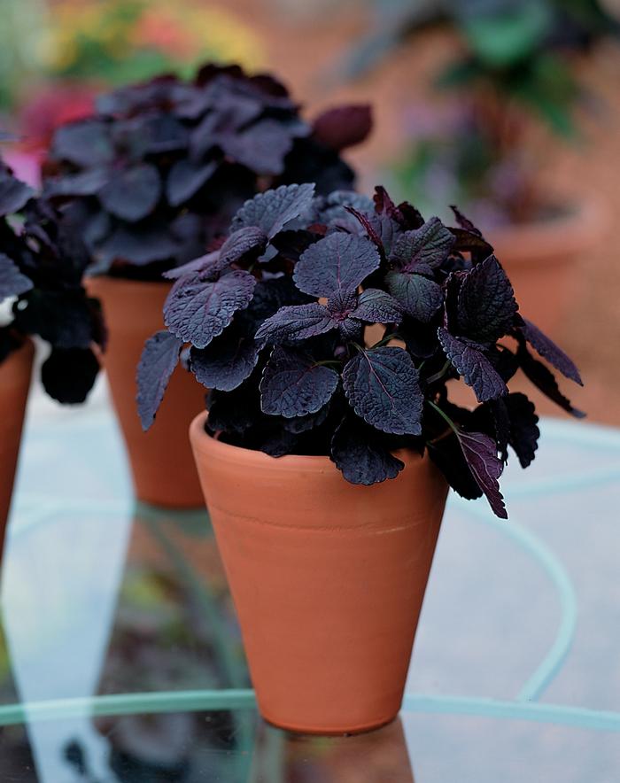 Coleus ColorBlaze® Dark Star