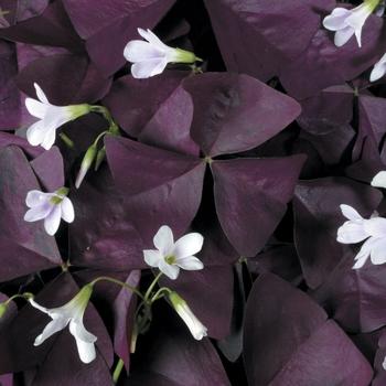 Oxalis triangularis 'CharmedÂ® Wine' - photo courtesy of Garden Center Marketing