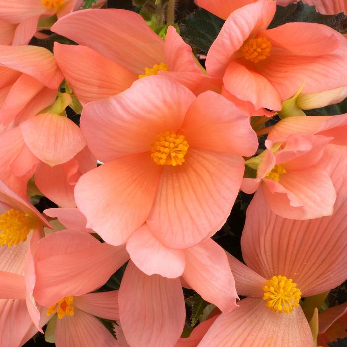 Begonia Florencio™ Pink