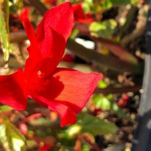 Begonia boliviensis WaterfallsÂ® 'Encanto Red' -photo courtesy of Penn State trials