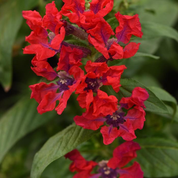 Cuphea procumbens Sweet Talk™ 'Red' - photo courtesy of Garden Center Marketing