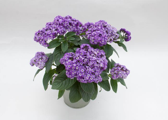 Heliotrope arborescens Marino™ Blue