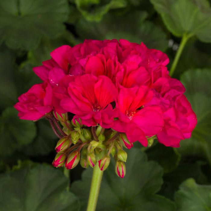 Geranium Tango™ Neon Purple