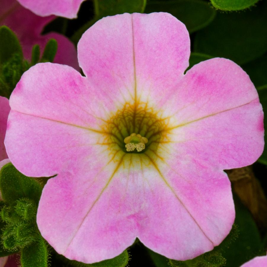 Petunia Itsy™ 'Pink' - photo courtesy of Syngenta