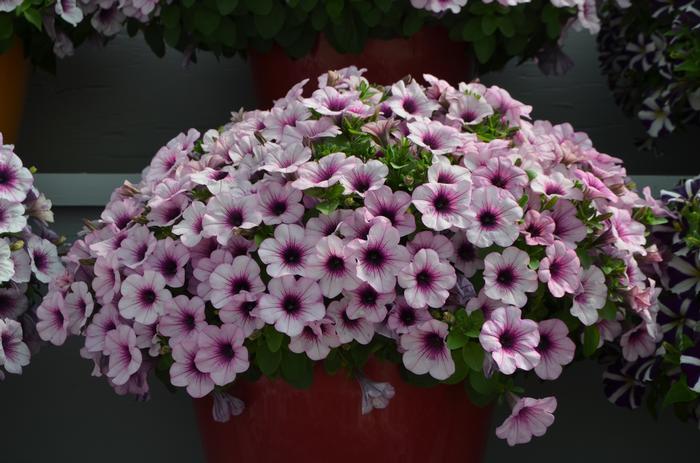 Petunia Capella™ Pink Lace