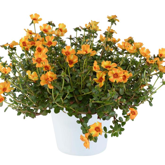 Portulaca oleracea Mega Pazzaz™ Mango Twist