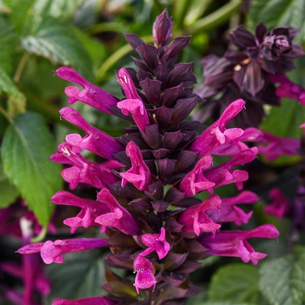 Salvia guaranitica 'Plum Crazy' - photo courtesy of Ball