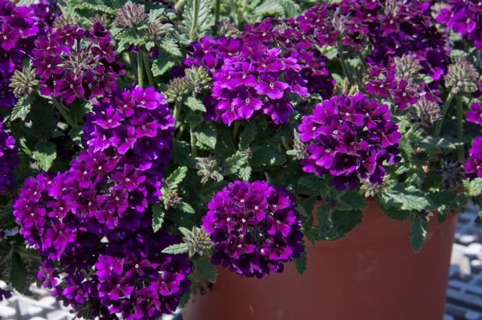 Verbena Lascar™ Black Velvet