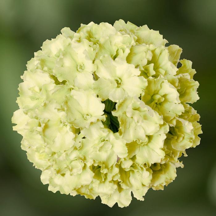 Verbena Lanai® Green Apple