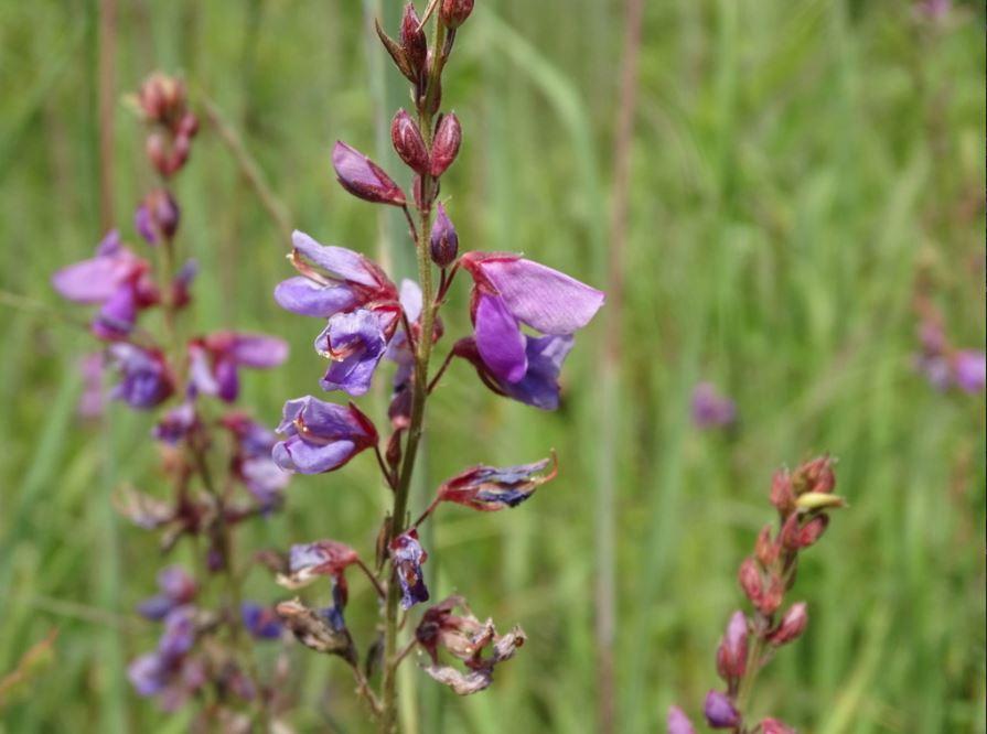 Desmodium Canadense - photo courtesy of Rueven Martin