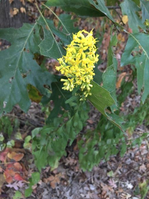 Solidago Speciosa - Showy Goldenrod-photo courtesy of Daniel Atha