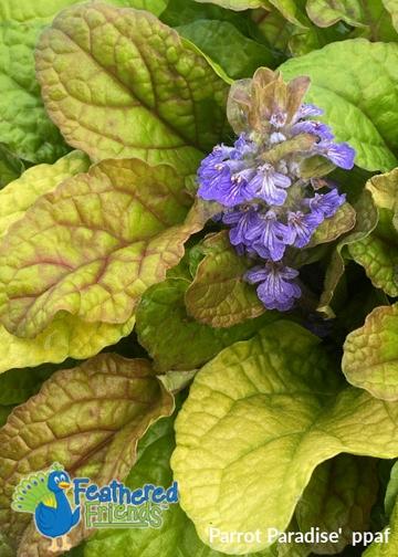 Ajuga 'Feather Friends™ Parrot Paradise' - Carpet Bugle photo courtesy of Growingcolors