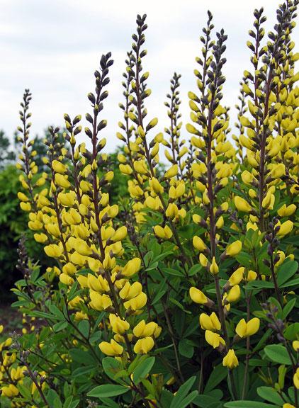 Baptisia 'Prairieblues Sunny Morning' - False Indigo photos courtesy of Chicago Botanical Garden