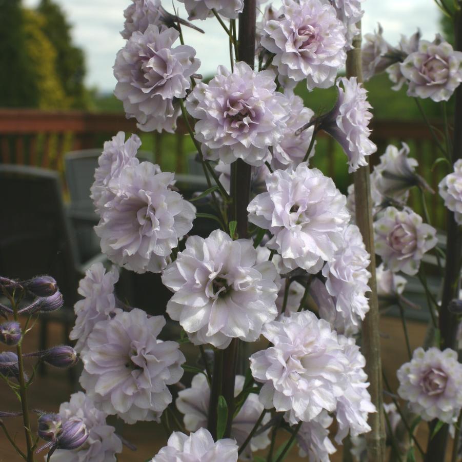 Delphinium Elatum 'Highlander Cha Cha' - Larkspur photo courtesy of Walter Blom