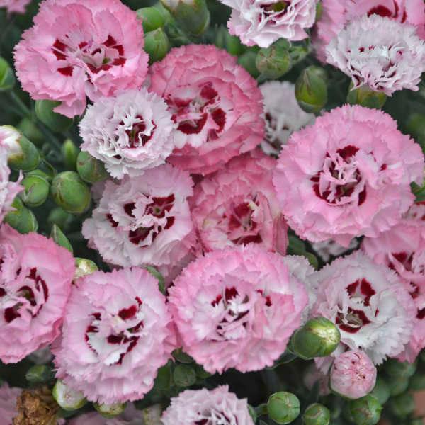 Dianthus 'Pretty PoppersÂ® Appleblossom Burst' - photo courtesy of Walters