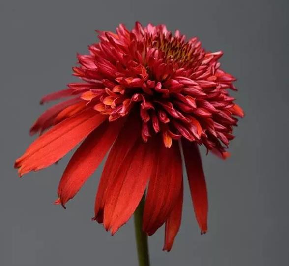 Echinacea 'Double Scoop™ Deluxe Raspberry' - photo courtesy of Darwin