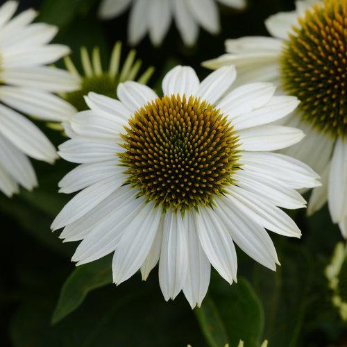 Echinacea 'SombreroÂ® Blanco' - Coneflowers photo courtesy of Proven Winners