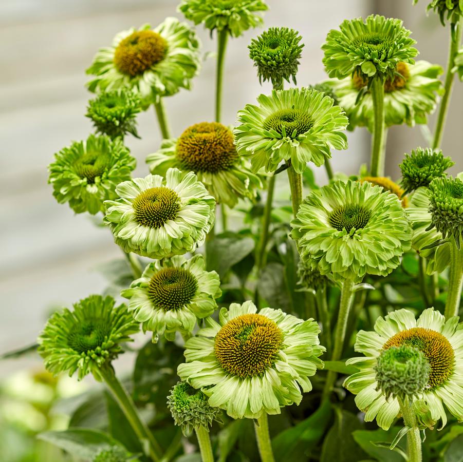 Echinacea 'SunseekersÂ® Apple Green' - Coneflowers Photo courtesy of innoflora