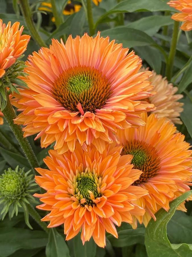 Echinacea 'SunseekersÂ® Pumpkin Pie' - photo courtesy of Innoflora