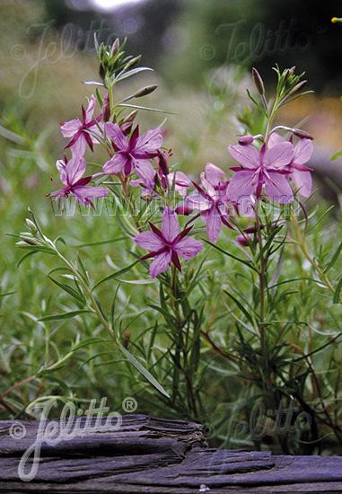 Epilobium Fleischeri - Alpine Willowherb photo courtesy of Jelitto Seed