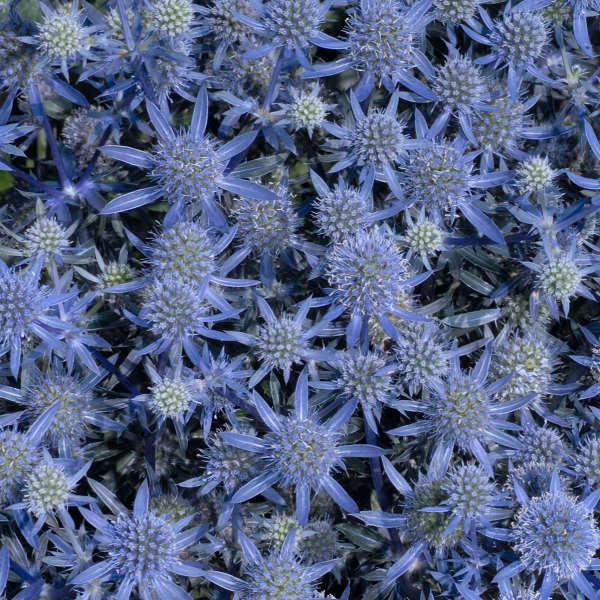 Eryngium 'Blue Glitter' - Sea Holly photo courtesy of Walters