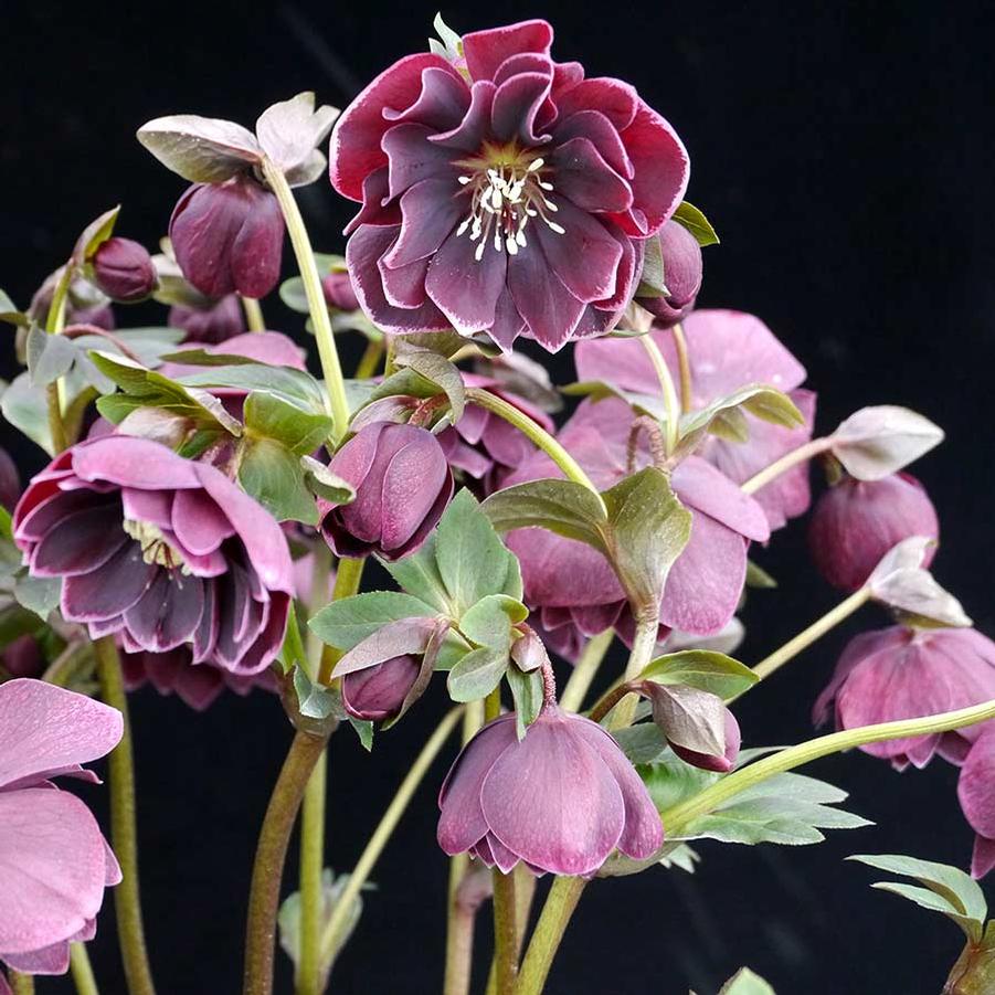 Helleborus 'North Star™ Plum' - photo courtesy of Terranova