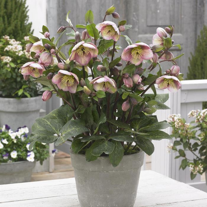 Helleborus 'FrostKissÂ® Bayli's Blush' - Lenten rosephoto courtesy of Clarity