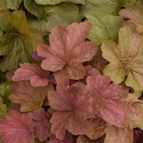 Heuchera 'Big Top Caramel Apple' - Coral Bells photo courtesy of Ball Seed