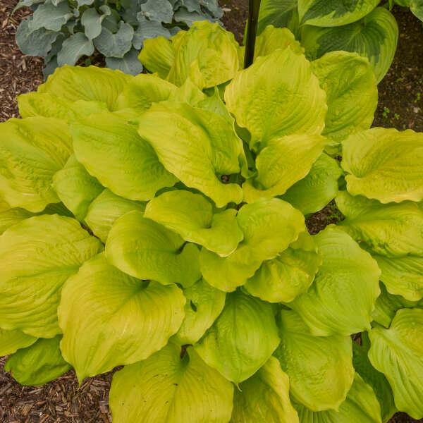 Hosta 'Seasons in the Sun' - Plantain lily photo courtesy of Walters