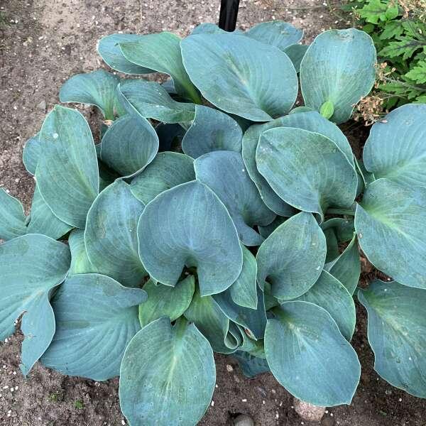 Hosta 'Silver Bullet' - Plantain lily photo courtesy of Walters