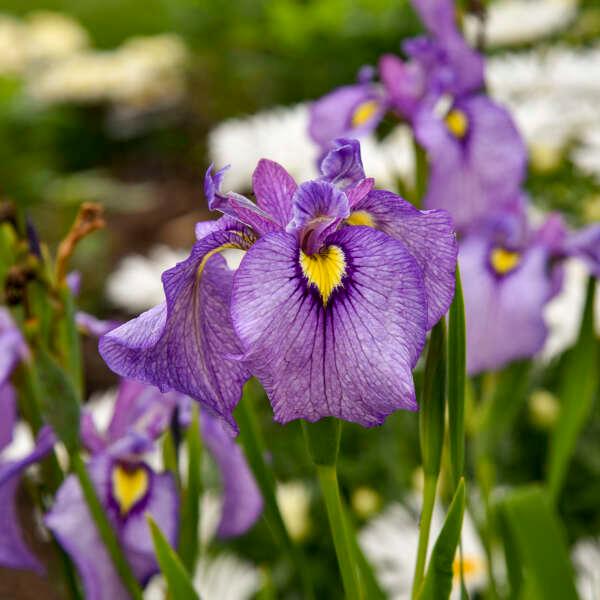 Iris Pseudata 'Purple Dragon's Valley' - photo courtesy of Walters