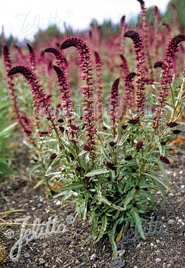 Lysimachia atropurpurea 'Beaujolais' - Burgundy gooseneck photo courtesy of Missouri Botanical Garden