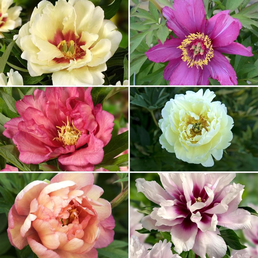 Peony, Itoh 'Assortment' - from Rush Creek Growers