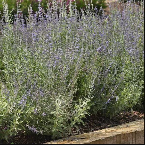 Perovskia atriplicifolia 'Compact Bluesette' - Russian Sage Photo courtesy of PanAmerican Seed 