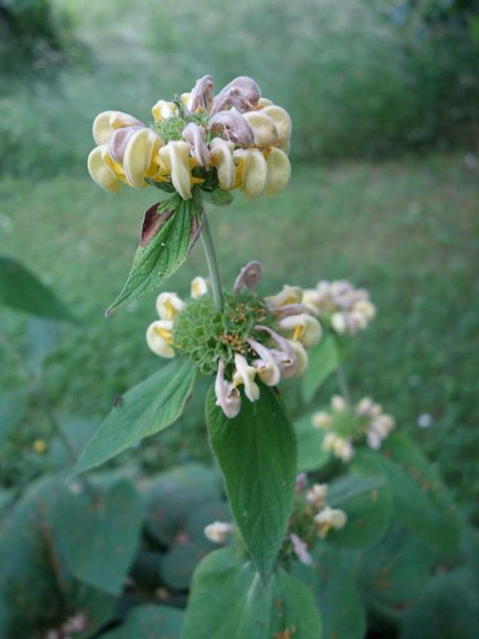 Phlomis russeliana - Jerusalem Sage photo courtesy of Missouri Botanical Garden