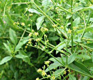 Rubia tinctorum 'Madder' - from Rush Creek Growers