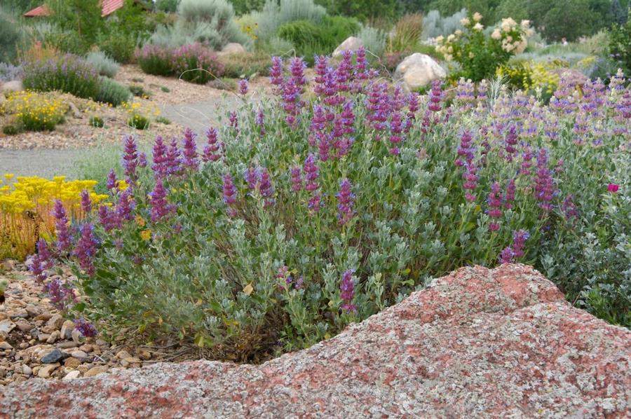 Salvia pachyphylla 'Mojave Sage' - Rose sage photo courtesy of Plant Select