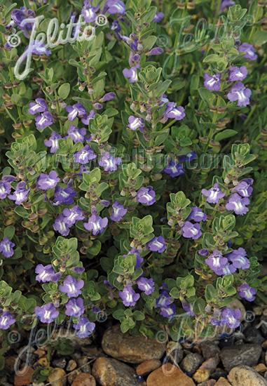 Scutellaria resinosa 'Smoky Hills' - Skullcap photo courtesy of Jelitto Seed