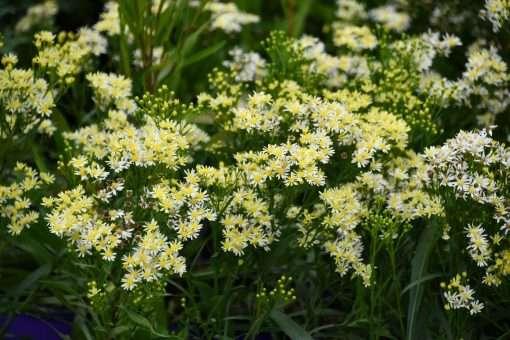 Solidago 'Sugar Kisses' - Goldenrod photo courtesy of Intrinsic