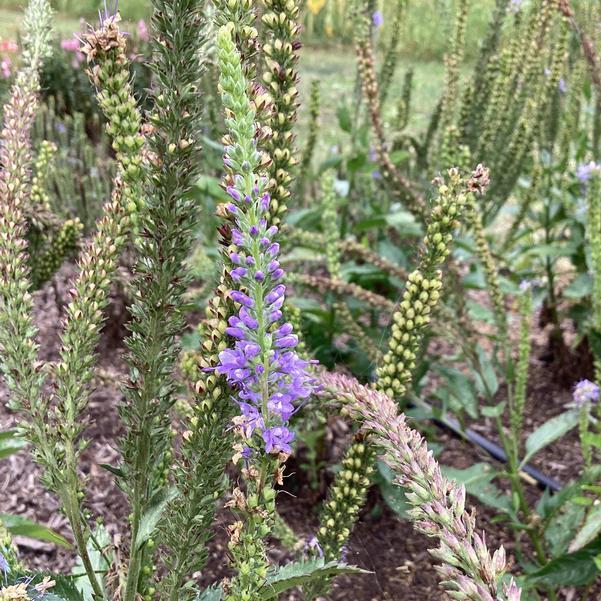 Veronica 'Seaside' - Speedwell photo courtesy of Penn State trials