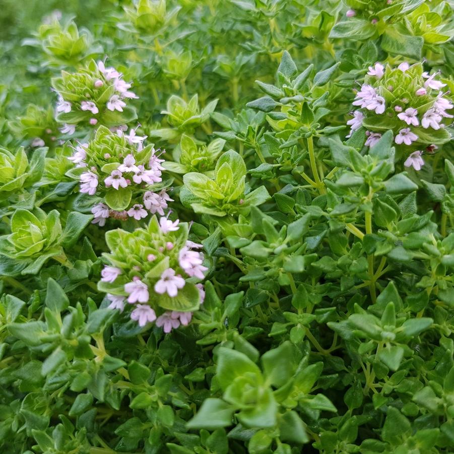 Thyme 'Rose' - photo courtesy of Hishtil