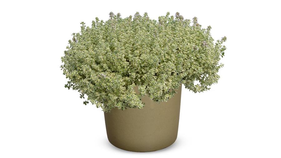 Thyme 'Sparkling Bright™' - photo courtesy of Hishtil