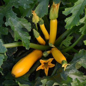 Zucchini 'Gold Rush' - photo courtesy of Clarity