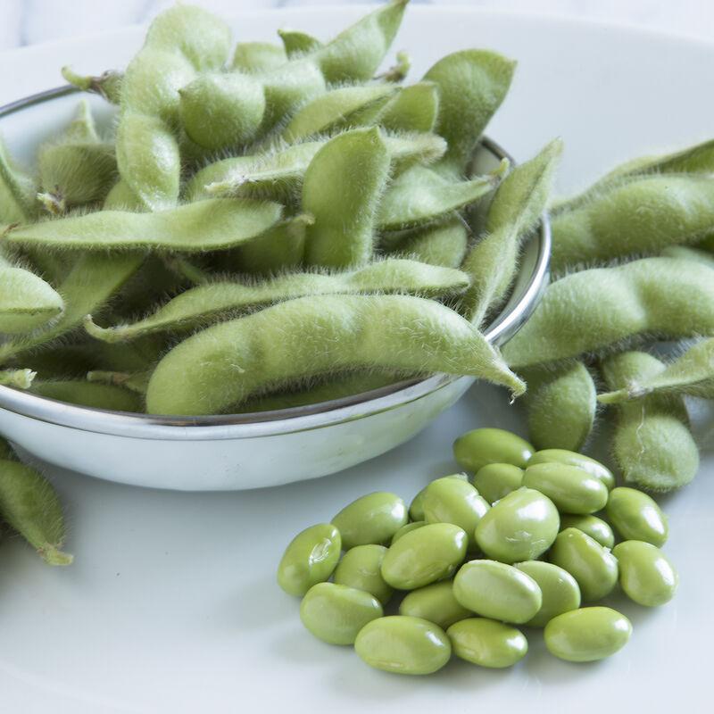 Edamame Soybeans 'Tohya' - photo courtesy of Johnnys