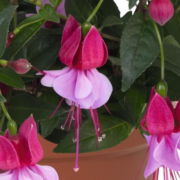 Fuchsia BallerinasÂ® 'Assemble' - photo courtesy of Ball Seed