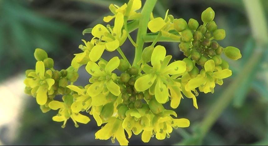 Isatis tinctoria - Dyer's Woad -photo courtesy of Pietro Maiorana Montes 