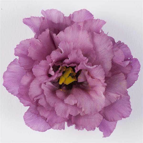 Lisianthus 'Celeb 2 Wine' - photo courtesy of Ball Seed