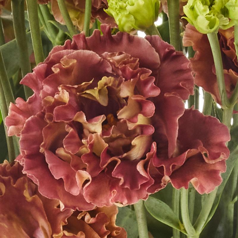 Lisianthus 'Rosanne 2 Terracotta' - photo courtesy of Sakata