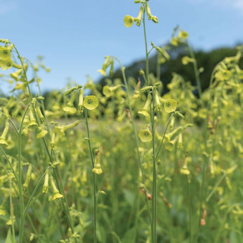 Nicotiana langsdorffii - Langsdorff's Tobacco photo courtesy of Johnnys