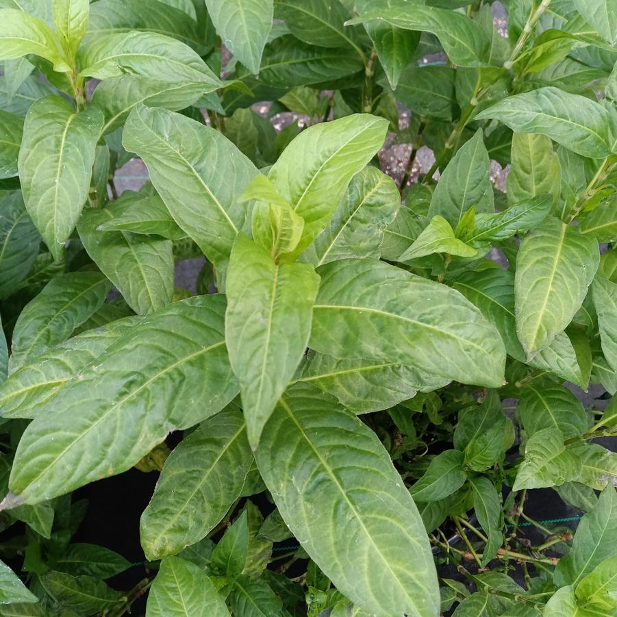 Polygonum tinctoria - Japanese Indigo from Rush Creek Growers